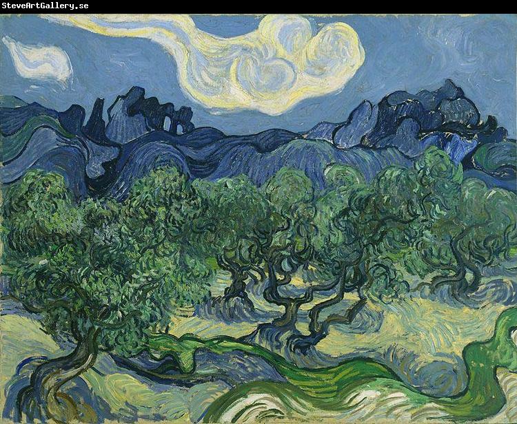 Vincent Van Gogh The Olive Trees